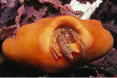 《战神4》PC版新预告与PS5版对比 画面区别不大